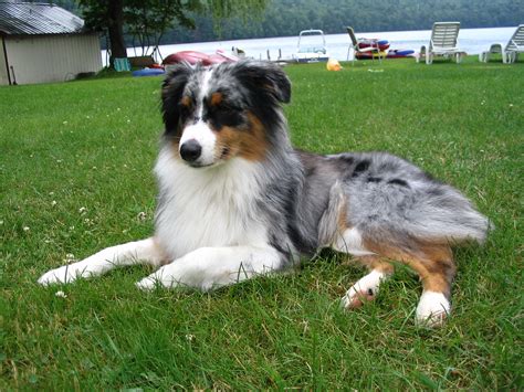 Australian Shepherd - Puppies, Pictures, Miniature, Diet, Breeding ...