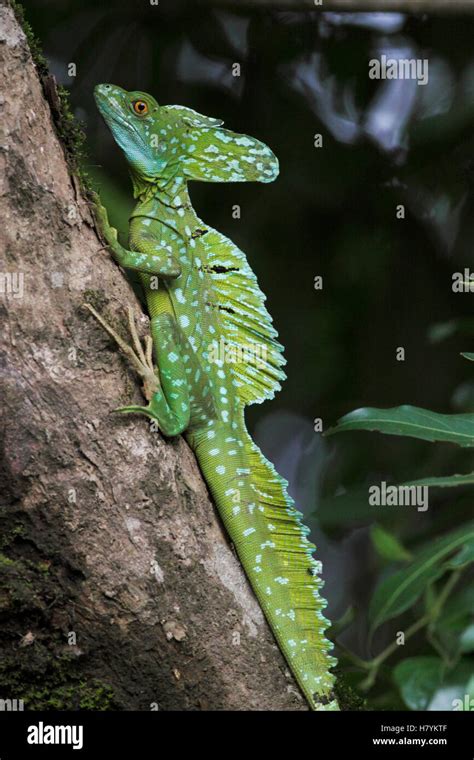 Green Basilisk Basiliscus Plumifrons Male Selva Verde Costa Rica