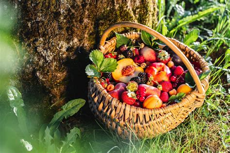 Comment conserver les fruits d été pour en profiter toute l année