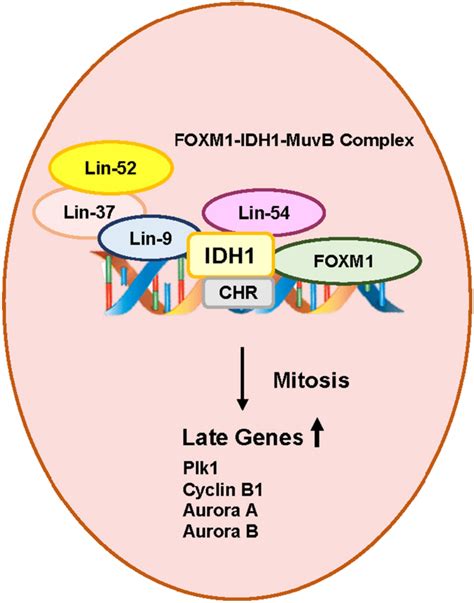 FOXM1 Requires IDH1 For Late Genes Expression In Mitotic Cells