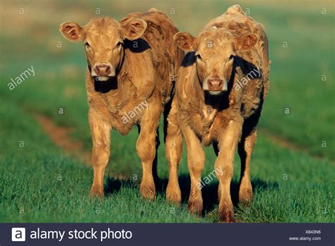 Red Angus Charolais Cross Cow High Resolution Stock Photography And