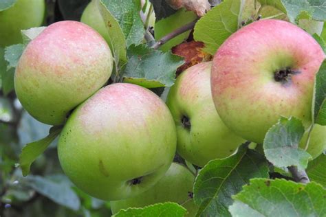 Free Images Nature Fruit Flower Food Produce Apple Tree