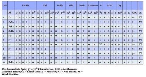 Solved In the antibody panel below, please identify the | Chegg.com