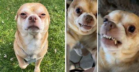 Prancer El Perro Que Se Hizo Viral Por Su Rostro Molesto