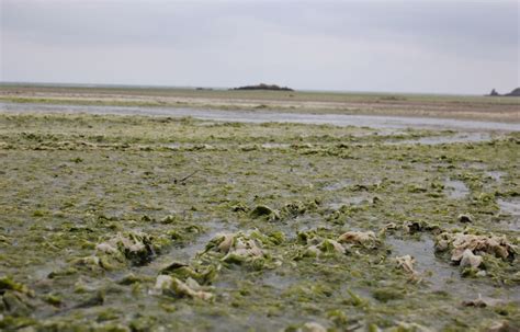 Bretagne Des Plages Ferm Es En Raison Des Algues Vertes