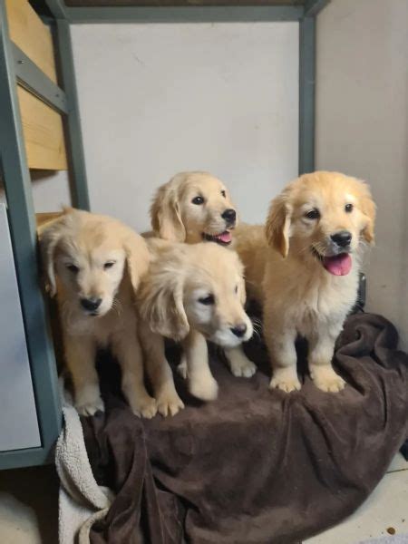 Vendita Golden Retriever Da Privato A Torino Bellissimi Cuccioli Di