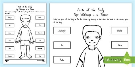 Parts Of The Body Worksheet Worksheet Te Reo M Ori