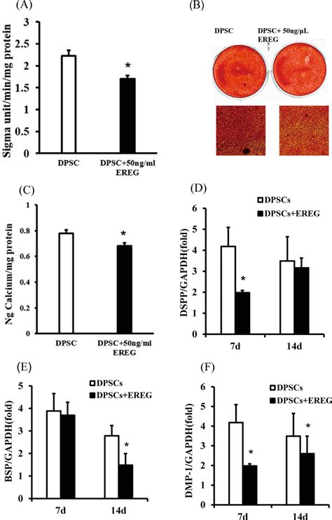 RhEREG Inhibited The Osteo Dentinogenic Differentiation Ability Of