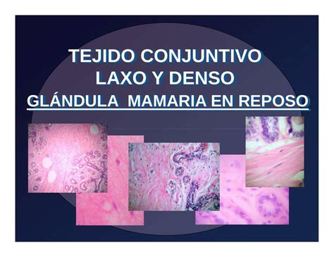 Tejido Conjuntivo Laxo Y Denso Biolog A General Udocz