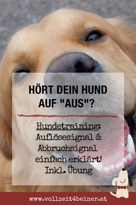 Alltag Mit Hund Artofit