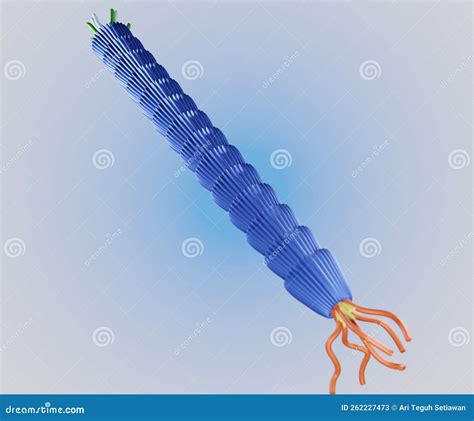 Illustration Of Filamentous M13 Phage Virus Structure Stock