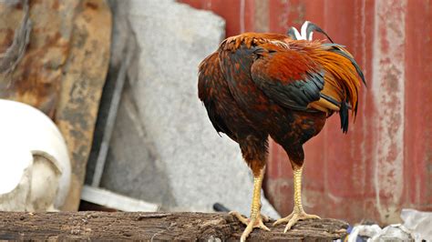 grausame Wahrheit über das Huhn das 18 Monate lang ohne Kopf lebte