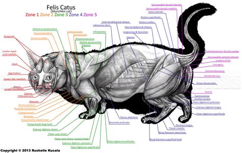 Munchkin Cat Muscle Anatomy By Thedragonofdoom On Deviantart