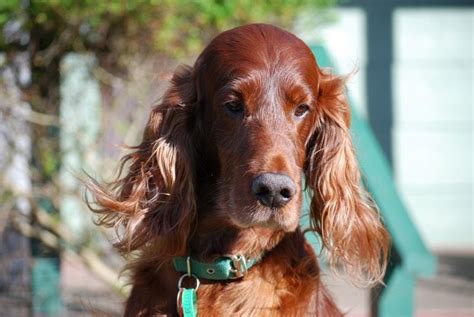 19 Irish Setter Mixes Cute Canine Combos