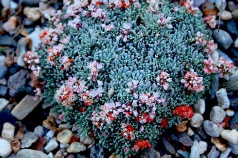 How Eriogonum Took Over my Garden | North American Rock Garden Society