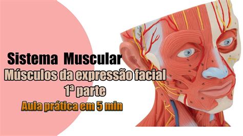 M Sculos Da Express O Facial Parte Anatomia Anatomia Humana