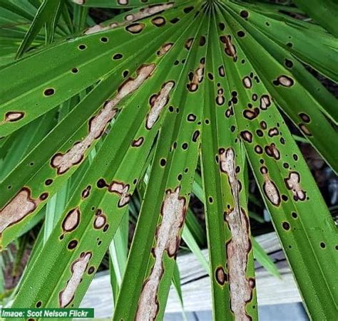 Palm Tree Problems Overcome The Distress