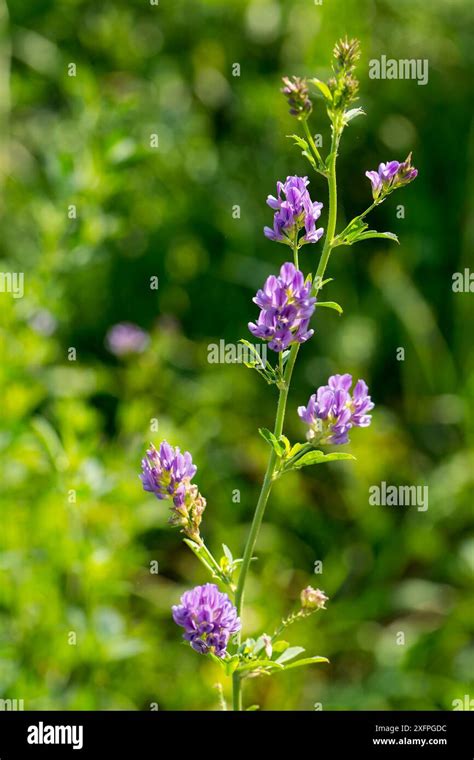 Luzerne Medicago Sativa Alfalfa Medicago Sativa Stock Photo Alamy