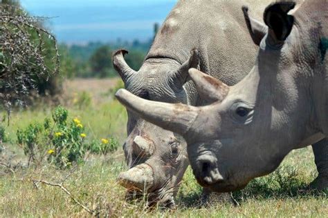 Scientists Fertilize Eggs From The Last Two Northern White Rhinos The