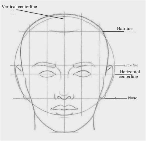 Face Proportions Drawing