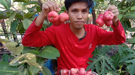 Panen Jambu Air Black Kingkong Di Tanam Dalam Pot Youtube