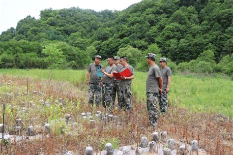 省小陇山林业保护中心榆树林场禁种铲毒工作纪实（一三） 关注森林