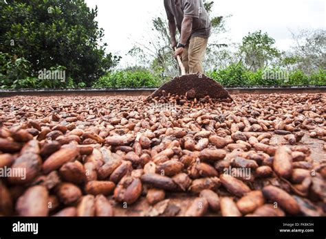 Cocoa Pulp Hi Res Stock Photography And Images Alamy