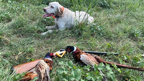 Caccia Col Cane Da Ferma Fagiani Veri In Territorio Libero