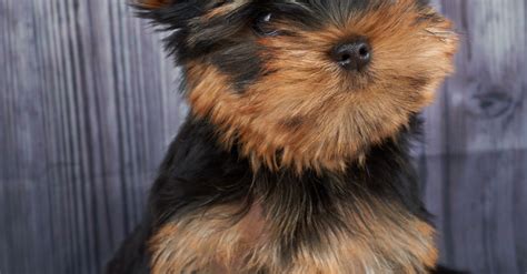 Yorkshire Terrier Caract Re Sant Alimentation Prix Et Entretien