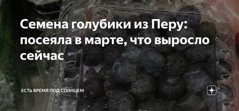 Семена голубики из Перу: посеяла в марте, что выросло сейчас | Есть ...
