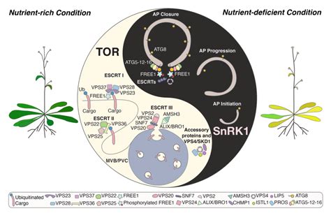 Nature Commun 香港中文大学姜里文团队首次发现植物营养信号调控细胞器“缝合” 知乎