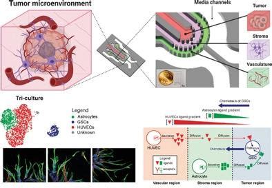 使用微流控肿瘤微环境模型以单细胞分辨率研究血管周围微环境中胶质瘤干细胞的相互作用 Advanced Science X MOL