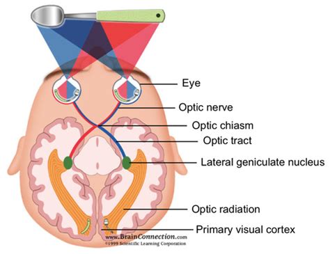 Visual System Flashcards Quizlet