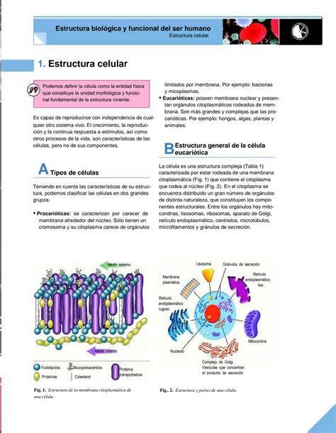 Solution Estructura Biol Gica Y Funcional Del Ser Humano Studypool