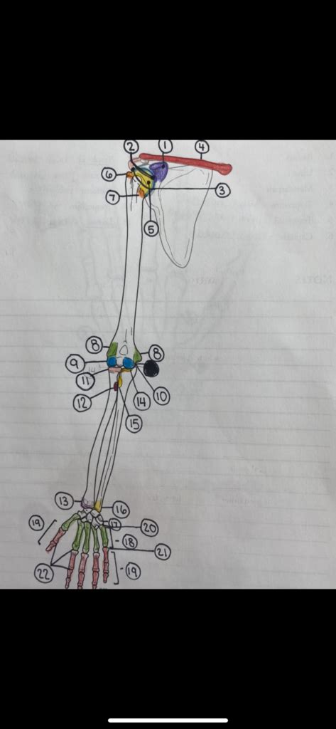 Upper Extremity Anterior Lab Diagram Quizlet