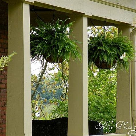 How To Have Hanging Ferns That Are The Envy Of The Neighborhood