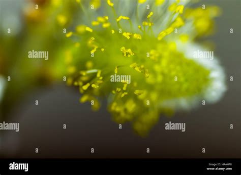 Pussy Willow Flowers Stock Photo Alamy