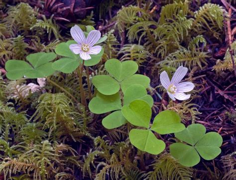 Groundcovers For Shade Sound Native Plants