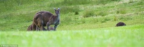 Massive Kangaroo Photographed In Denmark Western Australia Daily