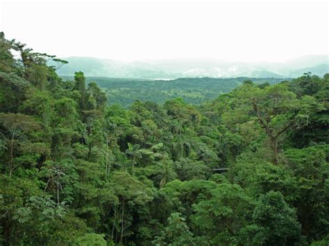 Qu Es Un Bosque Lluvioso Vs Bosque Nuboso En Costa Rica The Real