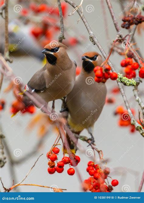 Two Bohemian Waxwing Winter Migration Stock Photo - Image of europe, food: 103819918