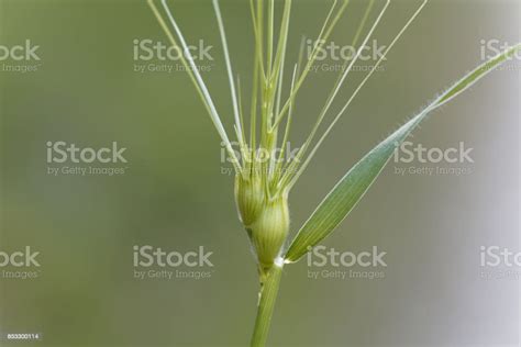 Ovate Goatgrass Stock Photo Download Image Now Agricultural Field