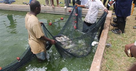 Feeding Ghanas Aquacultural Growth The Fish Site