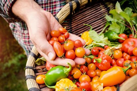 Vegetable Picking Fresh Vegetables In A Basket Stock Image Image Of