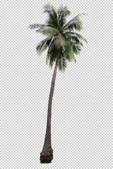 Premium Psd Realistic Coconut Palm Tree Isolated