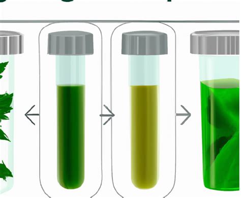 Chlorophyll Extraction Methods A Green Journey In Color