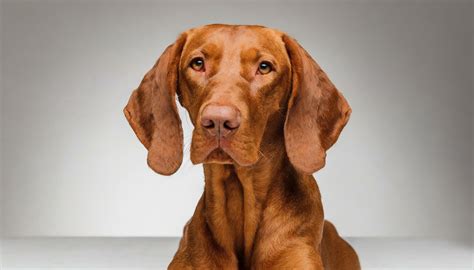 vizsla breed profile homepetguidecom