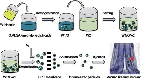 Preparation Process Of Insulin Loaded Plga Microspheres Download Scientific Diagram