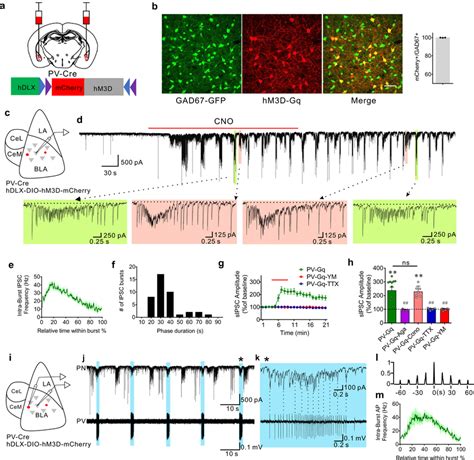 Gq Activation In Pv Interneurons Stimulates Patterned Ipsc Bursts In