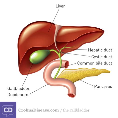 Diagram Of Liver Pancreas And Gallbladder Pictures Of Biliary System